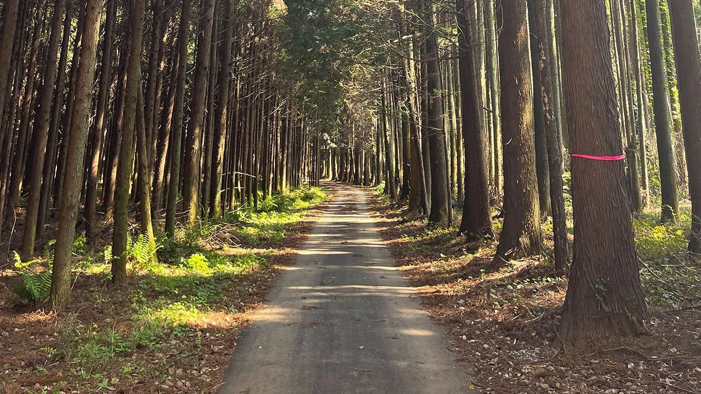 かくれみのの森に続く木漏れ日の小道