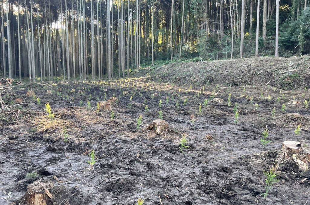 GREENTOPIA FOREST|千葉県山武市の森と歩む